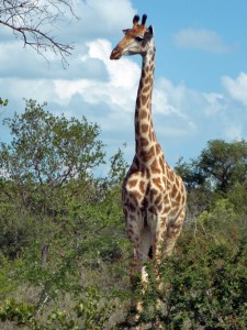 giraffe